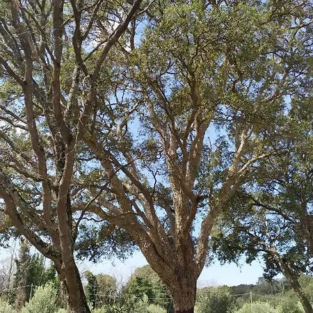 La Casetta Rosa Διαμέρισμα Scarlino