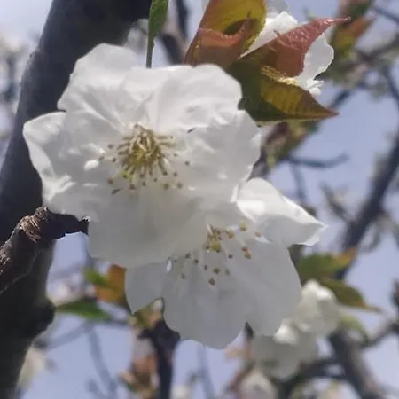 Appartamento La Casetta Rosa *