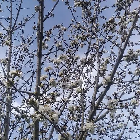 La Casetta Rosa Appartamento *